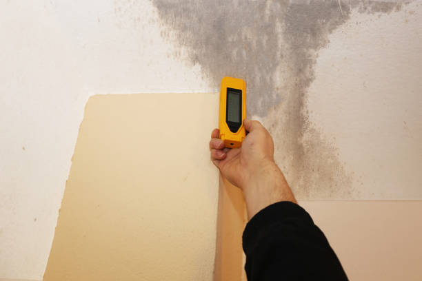 Best Biohazard Mold Removal  in Rogers, MN