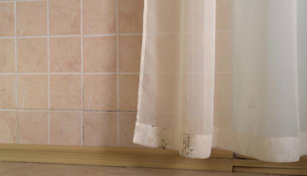 Best Mold Prevention Services  in Rogers, MN