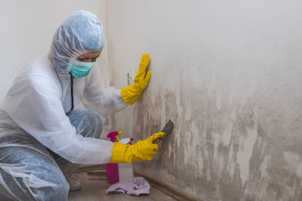 Best Asbestos and Lead Testing During Mold Inspection  in Rogers, MN