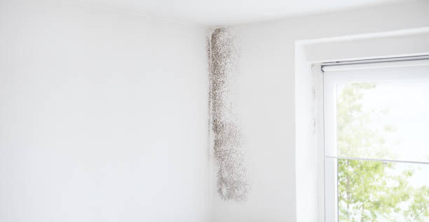 Best Dehumidification Services  in Rogers, MN