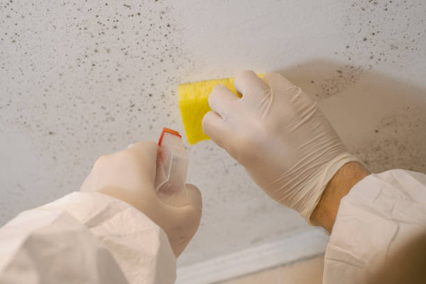 Best Indoor Air Quality Assessment  in Rogers, MN