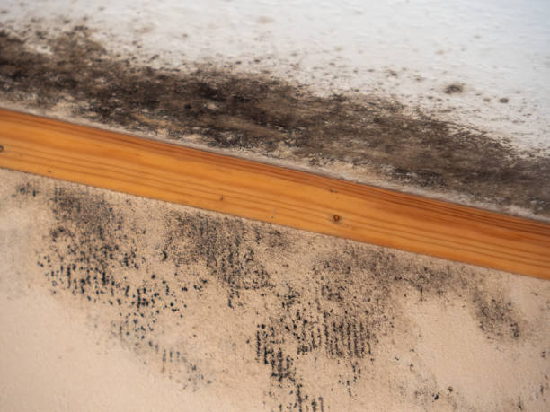 Rogers, MN Mold Removal Company