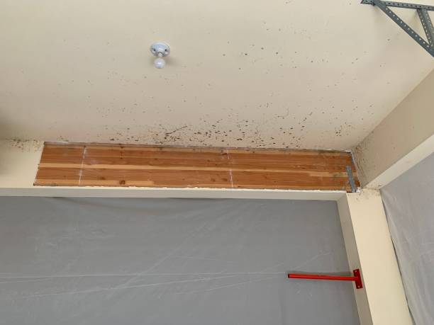Best Mold-Related Health Consultation  in Rogers, MN