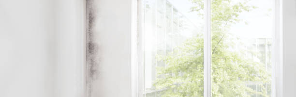 Best Mold Damage Restoration  in Rogers, MN