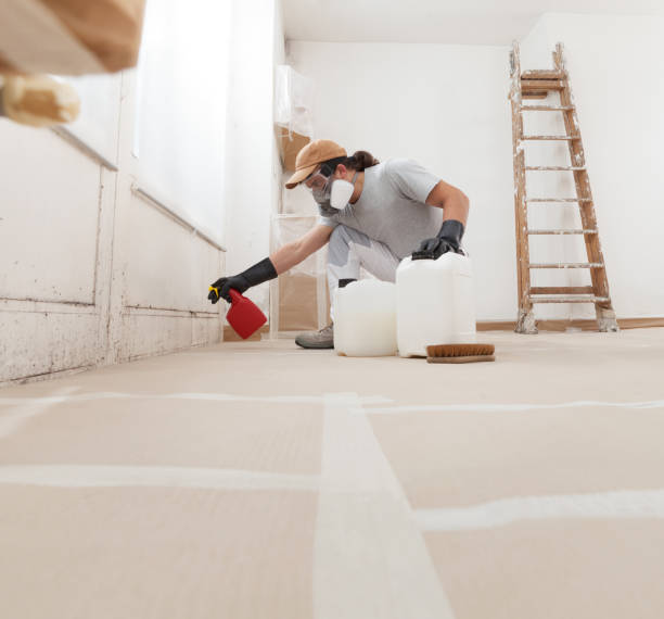 Best Black Mold Removal  in Rogers, MN