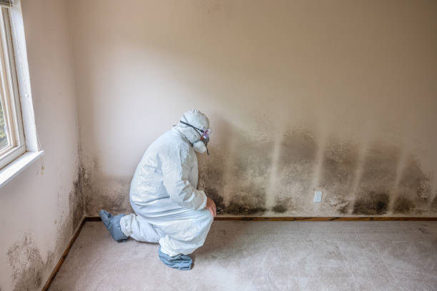 Best Post-Construction Mold Inspection  in Rogers, MN