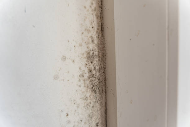 Best Commercial Mold Inspection  in Rogers, MN