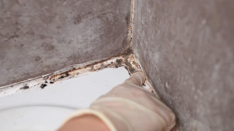 Biohazard Mold Removal in Rogers, MN